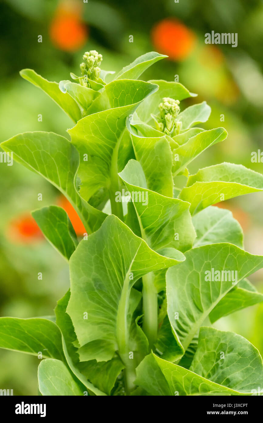 Lettuce gone to seed (bolting) in Issaquah, Washington, USA Stock Photo