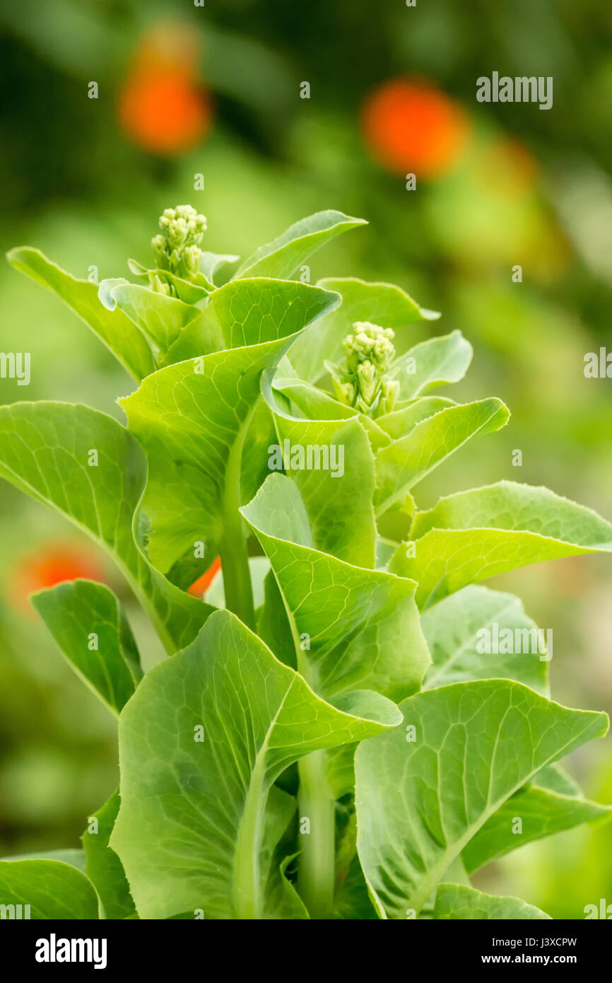 Lettuce gone to seed (bolting) in Issaquah, Washington, USA Stock Photo