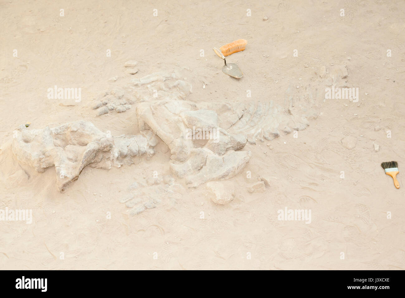 Dicynodont Dinosaur Bones Excavation - Argentina Stock Photo