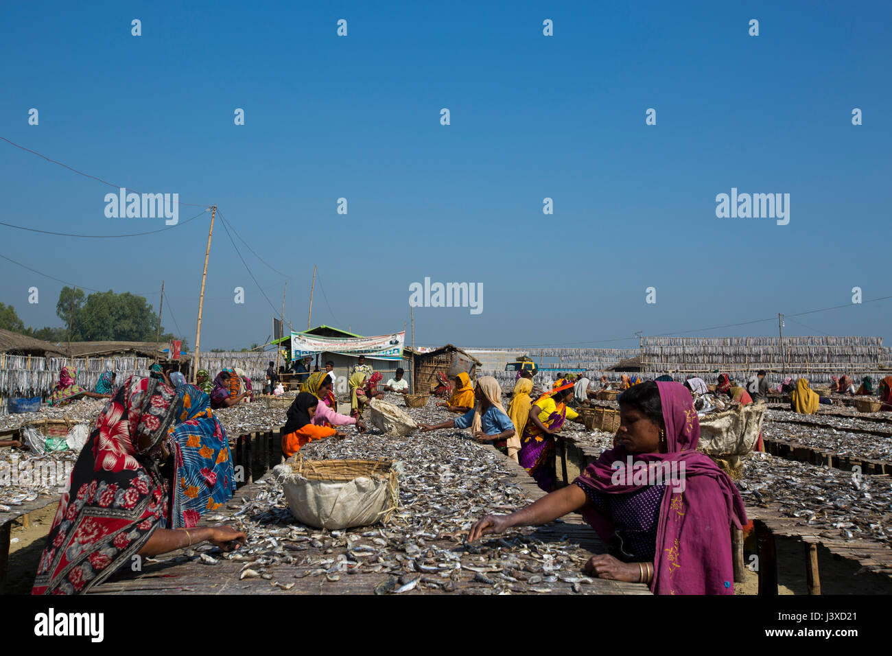 Workers processing fish to be dried at Nazirartek Dry Fish Plant in Cox’s Bazar, Bangladesh. Stock Photo