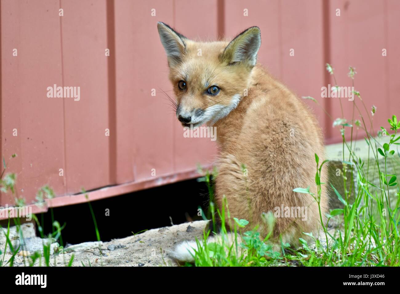 Baby red fox (Vulpes vulpes) also knows as kits or pups Stock Photo Alamy