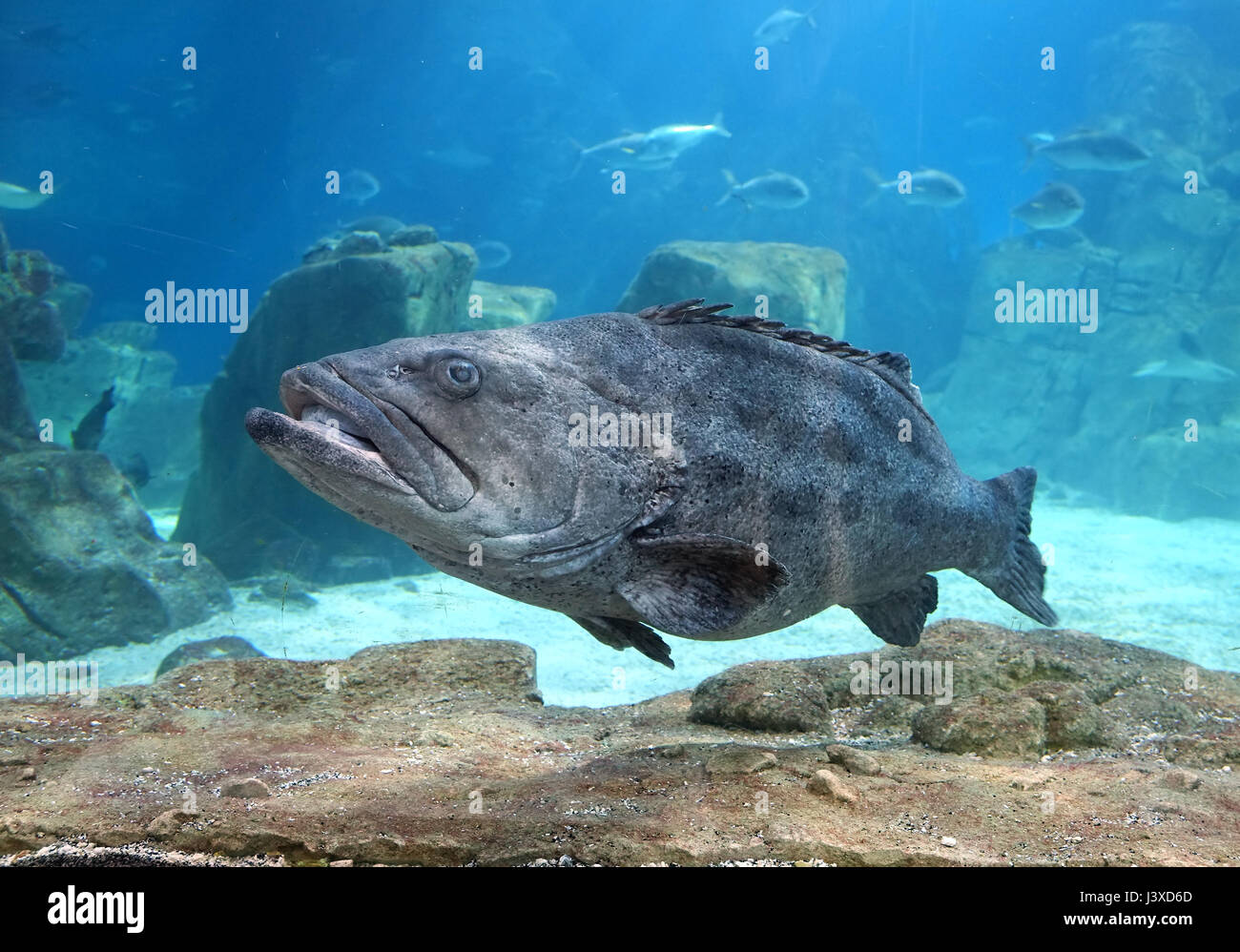 The Grouper in Istanbul Sea Life Aquarium (TurkuaZoo). Istanbul, Turkey Stock Photo