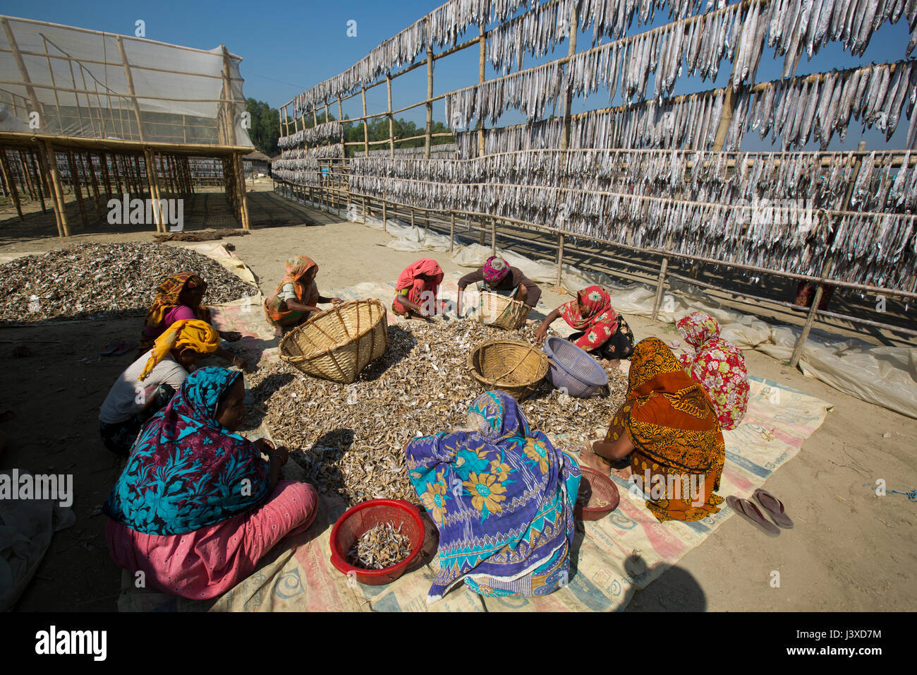 Workers processing fish to be dried at Nazirartek Dry Fish Plant in Cox