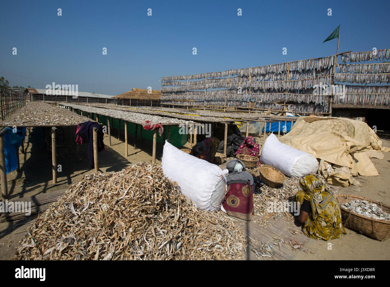 Workers processing fish to be dried at Nazirartek Dry Fish Plant in Cox