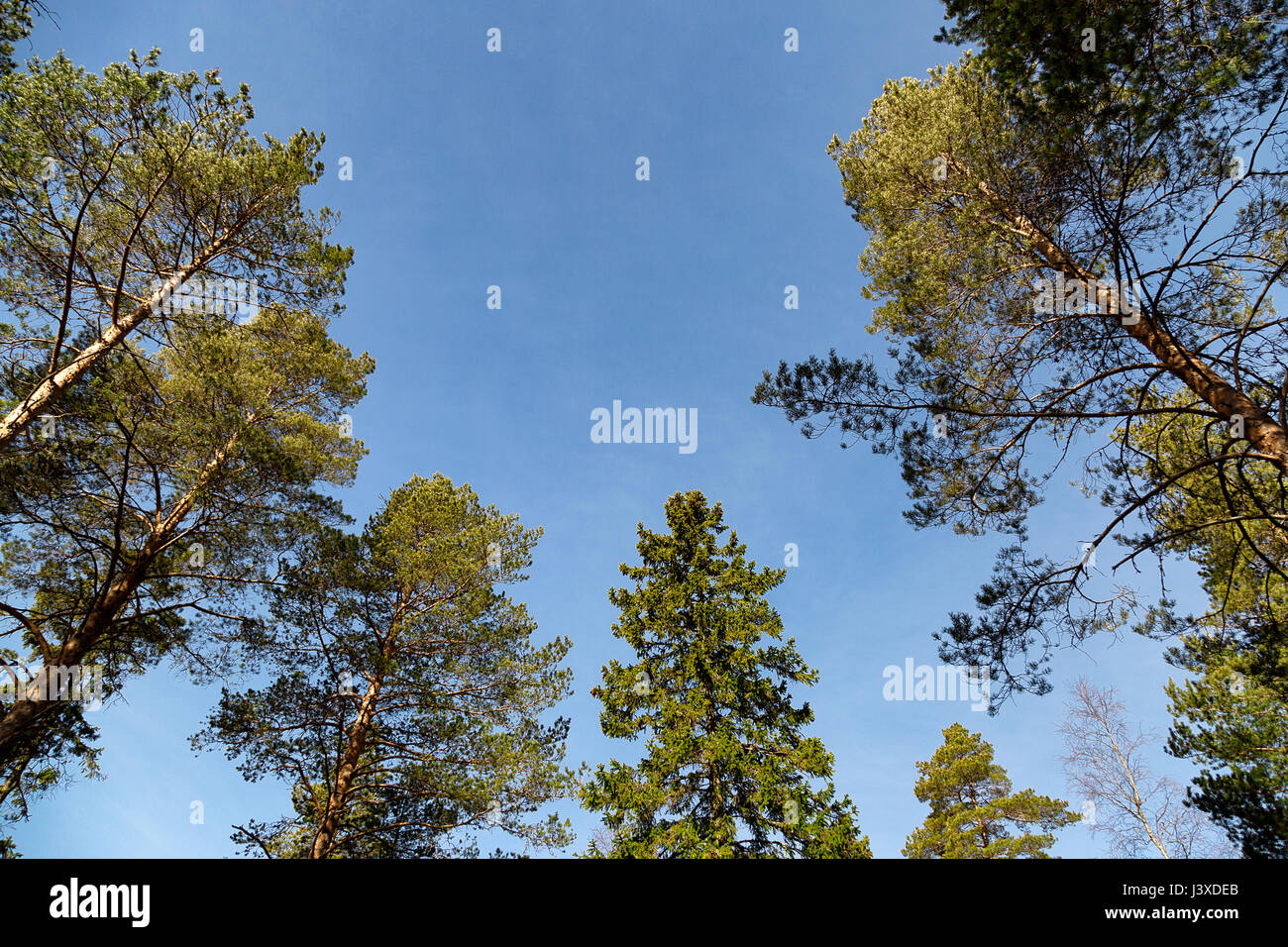 Pine and Spruce Trees with a blue sky Stock Photo - Alamy