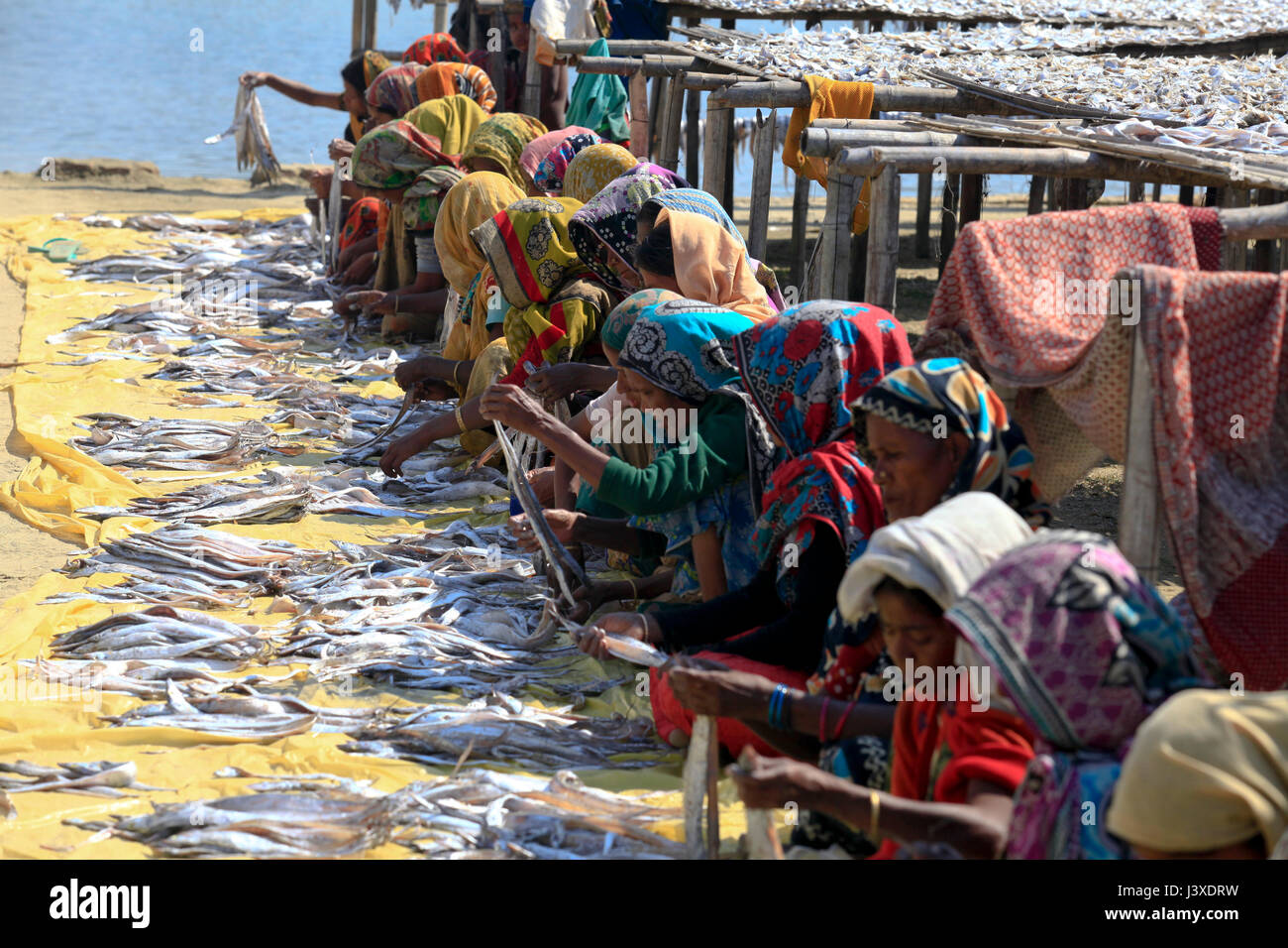 Workers processing fish to be dried at Nazirartek Dry Fish Plant in Cox’s Bazar, Bangladesh. Stock Photo