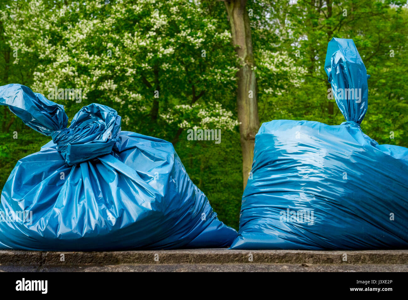 Two blue garbage bags outside in the city park (Stadtpark) against green background in Hamburg, Germany Stock Photo