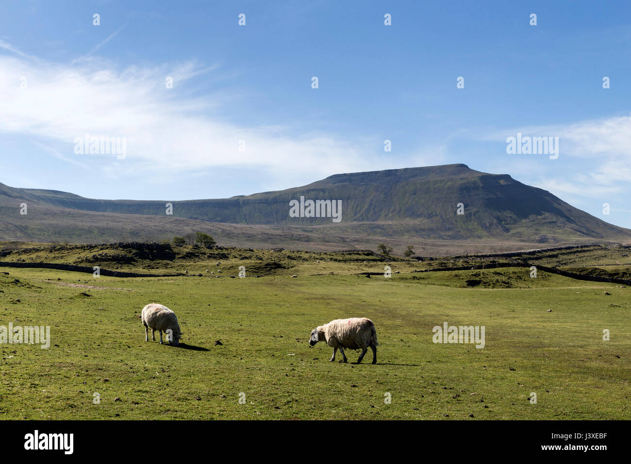 The Mountain of Ingleborough from Southerscales, Yorkshire Dales ...