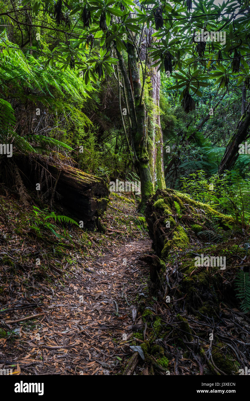 A forest footpath in a trail in Wilsons Promontory National Park, with a fallen tree cut to create a passage Stock Photo