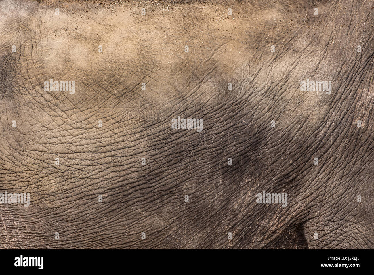 Elephant skin, abstract natural animal background Stock Photo