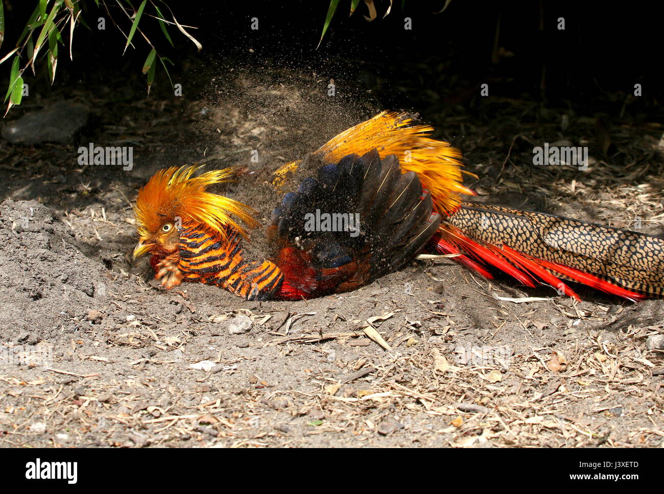 Male Asian Golden Pheasant or Chinese Pheasant (Chrysolophus pictus) enjoying a dust bath. Stock Photo