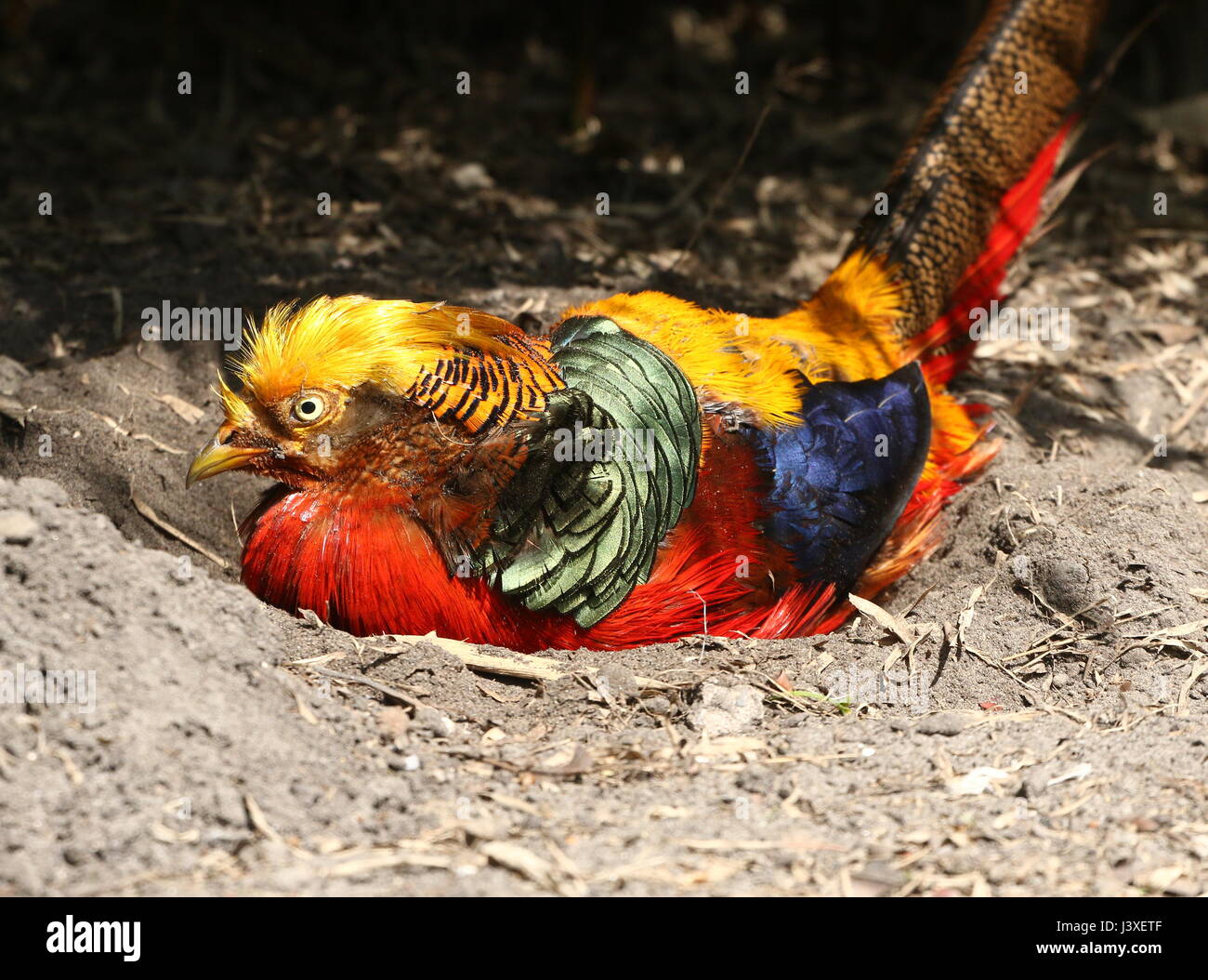 Male Asian Golden Pheasant or Chinese Pheasant (Chrysolophus pictus) enjoying a dust bath. Stock Photo