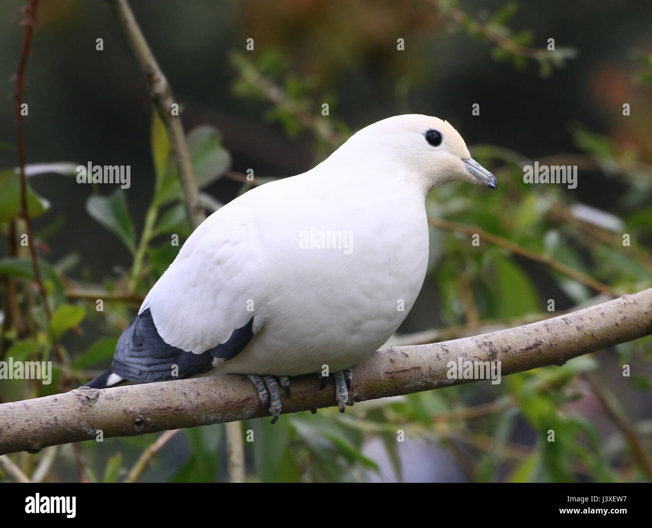 Southeast Asian Pied imperial pigeon (Ducula bicolor), ranging from Myanmar and Thailand to The Philippines Stock Photo
