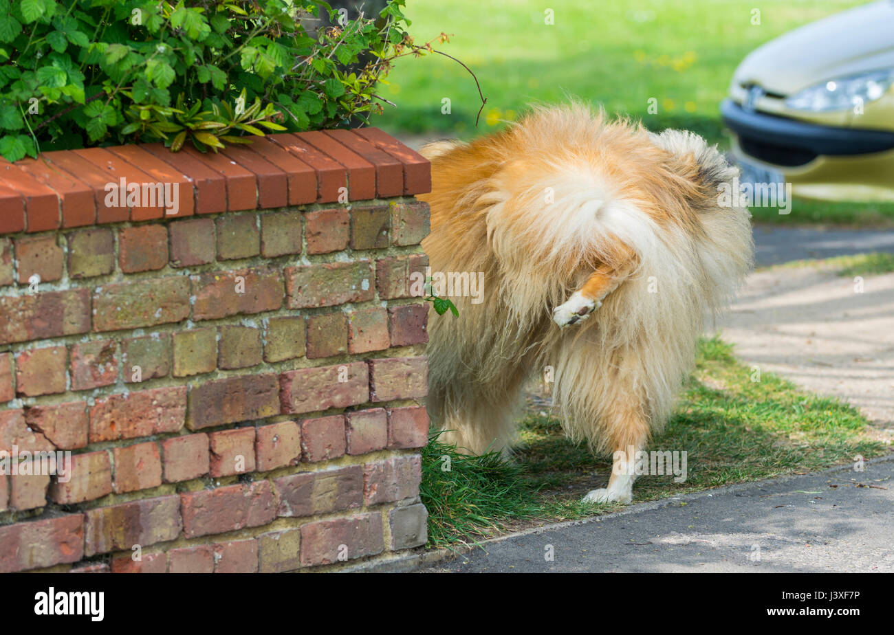 Rear end of a dog cocking its hind leg to have a pee by a wall. Dog