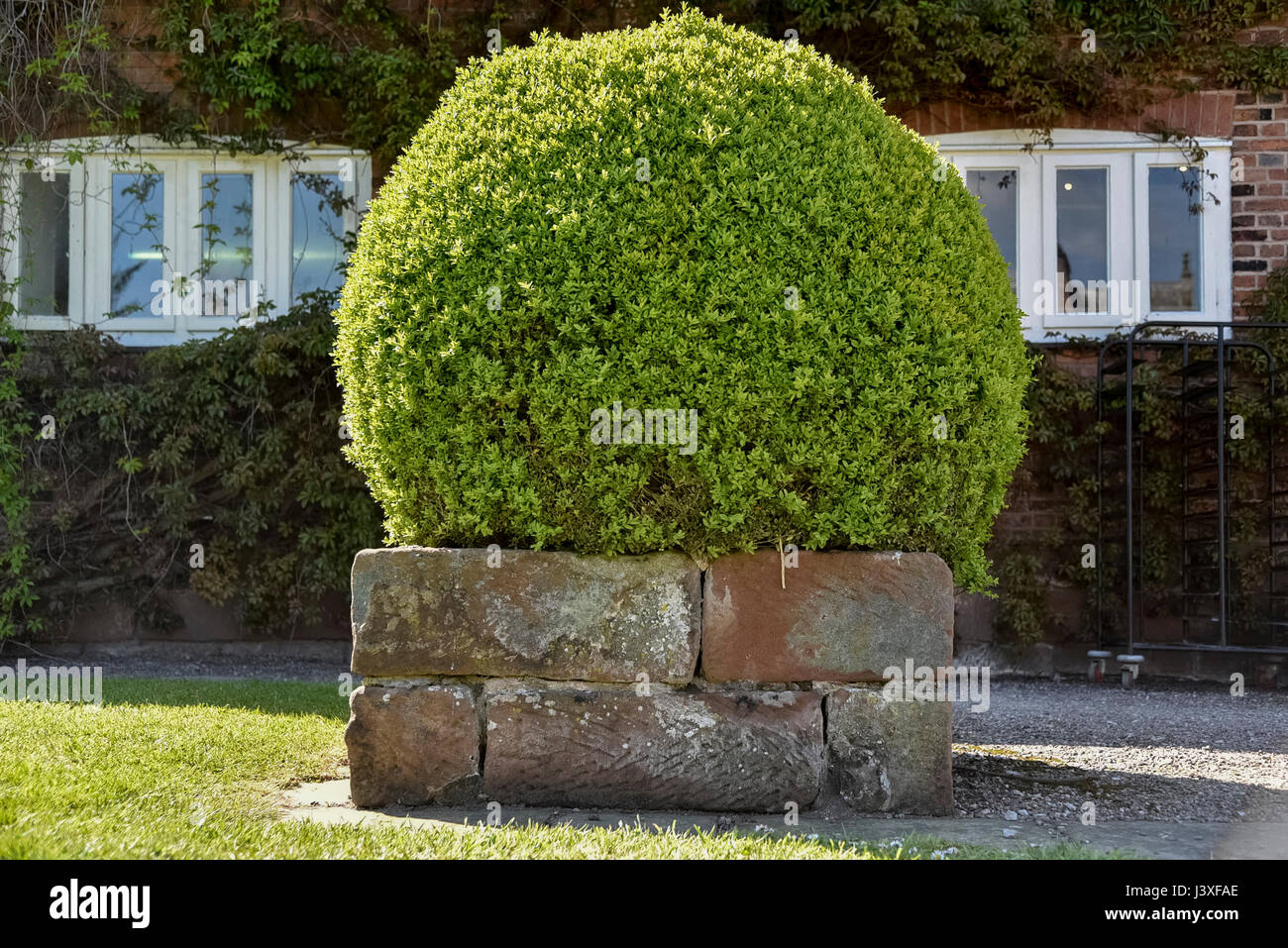 A bush trained into a globe. Stock Photo