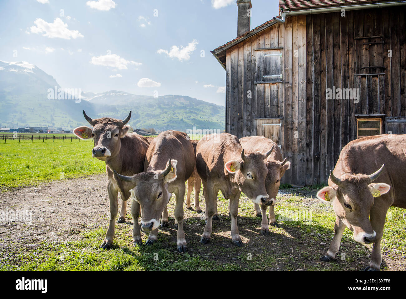 Braunvieh (German, 'brown cattle') Brown Swiss dairy cows on a farm in the Swiss canton of Appenzell Innerhodden, Switzerland. Stock Photo