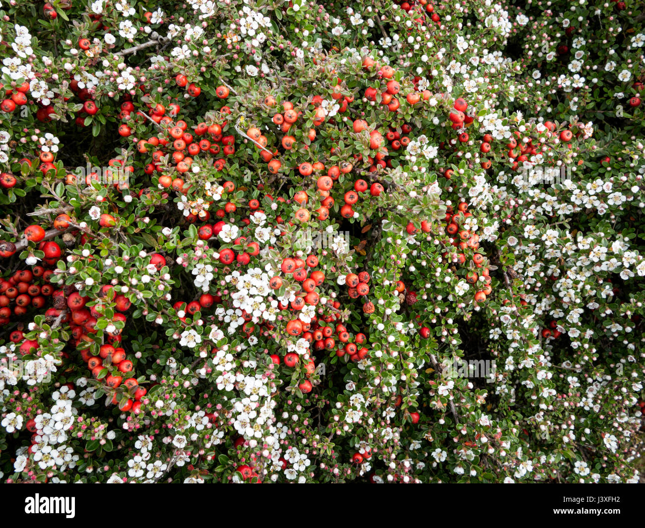 A rare occurence of a Cotoniasta Horizontalis shrub showing blossom flowers as well as berries Stock Photo