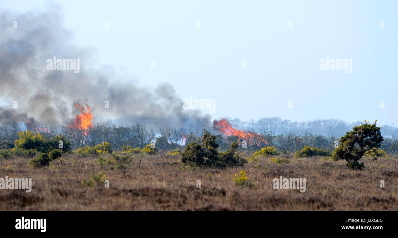 New Forest management controlled burning of gorse bushes Stock Photo