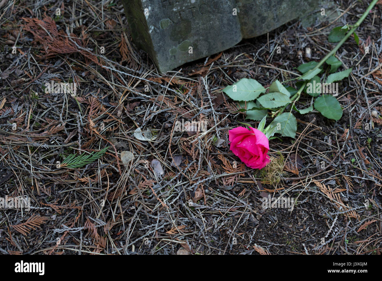 Dead rose grave hires stock photography and images Alamy