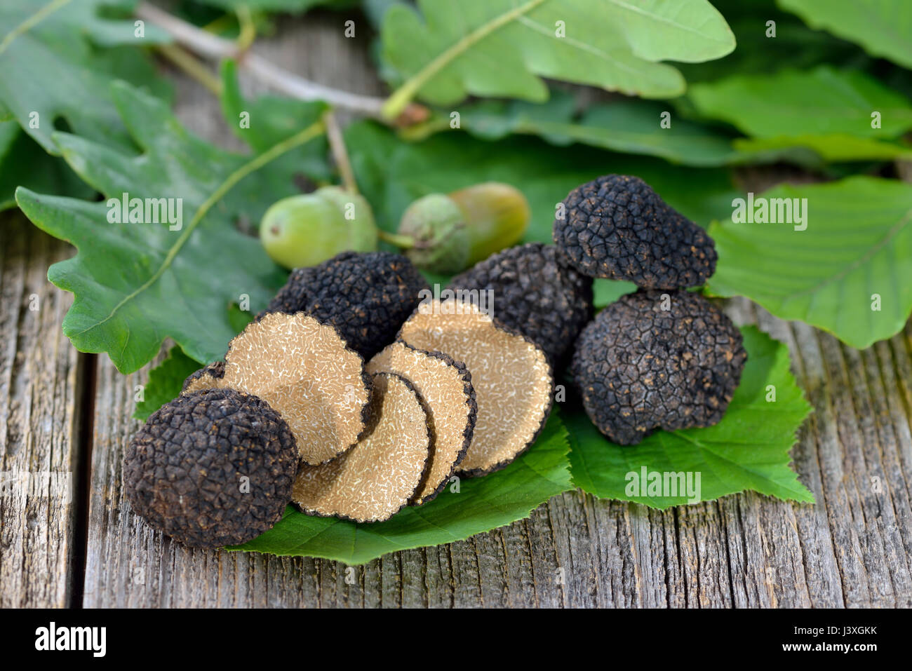 Black autumn truffles from France with leaves of oak, beech and hazel - tuber uncinatum Stock Photo