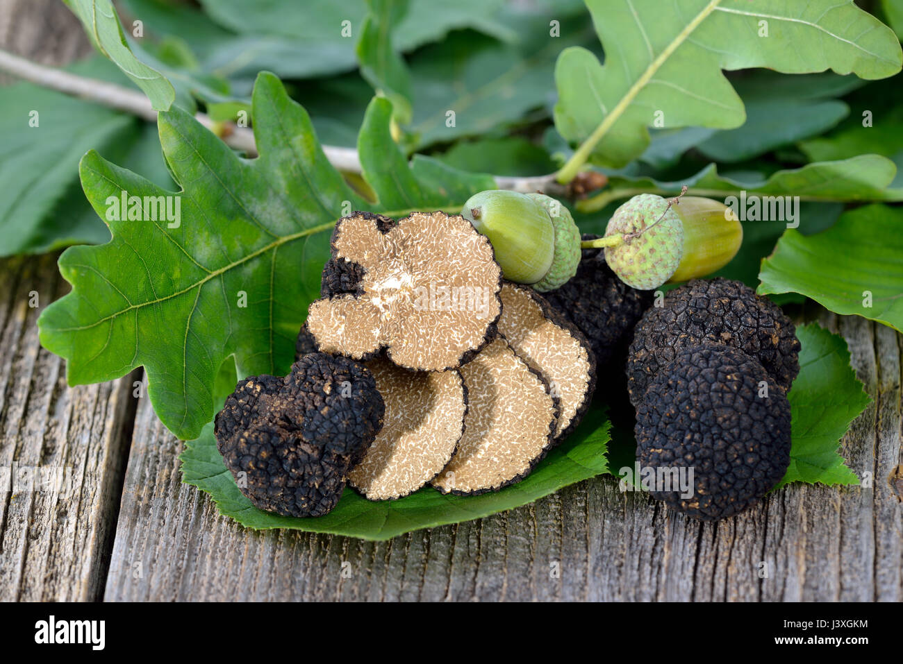 Black autumn truffles from France with leaves of oak, beech and hazel - tuber uncinatum Stock Photo