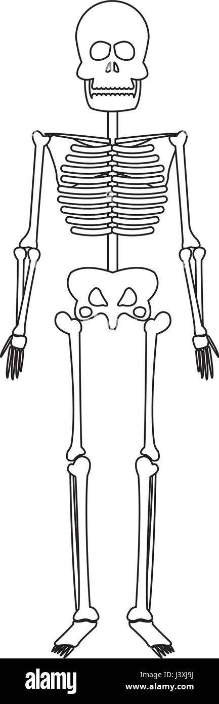 skeleton human bones skull medicine line Stock Vector