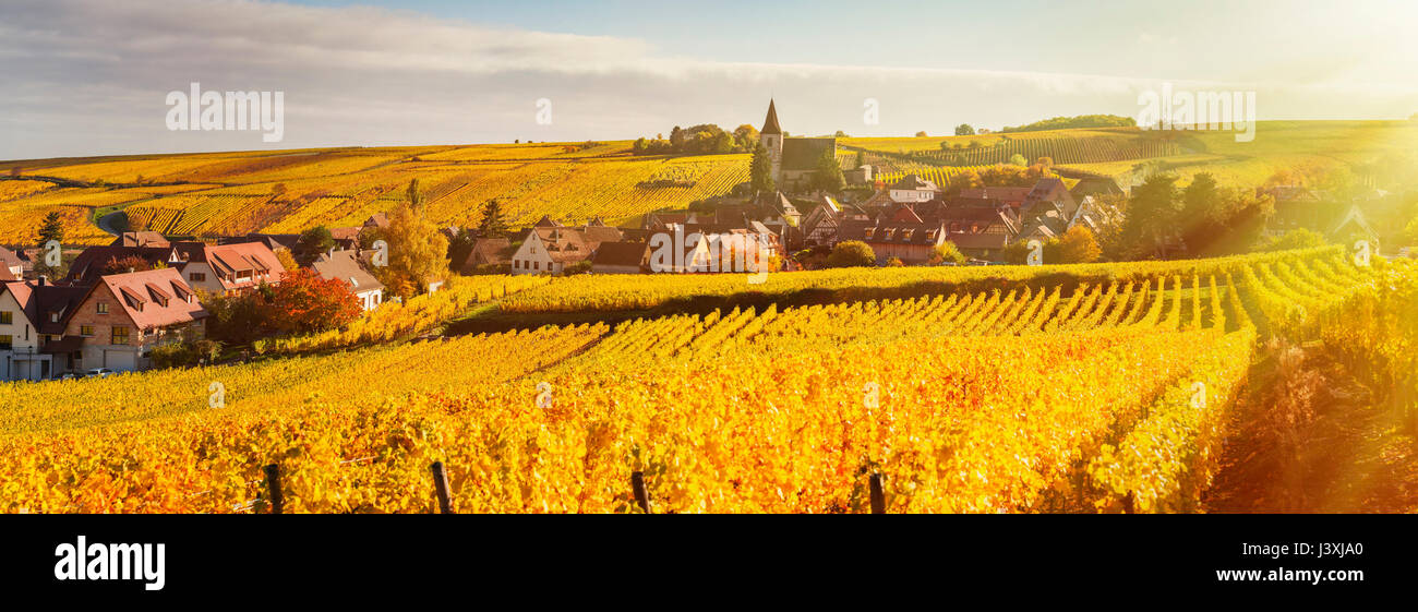 Panoramic rolling landscape with autumn coloured vines, Hunawihr, Alsace, France Stock Photo