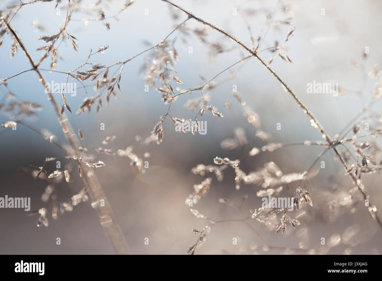 Close up of backlit frost ice crystals on wavy hair-grass (deschampsia flexuosa) Stock Photo