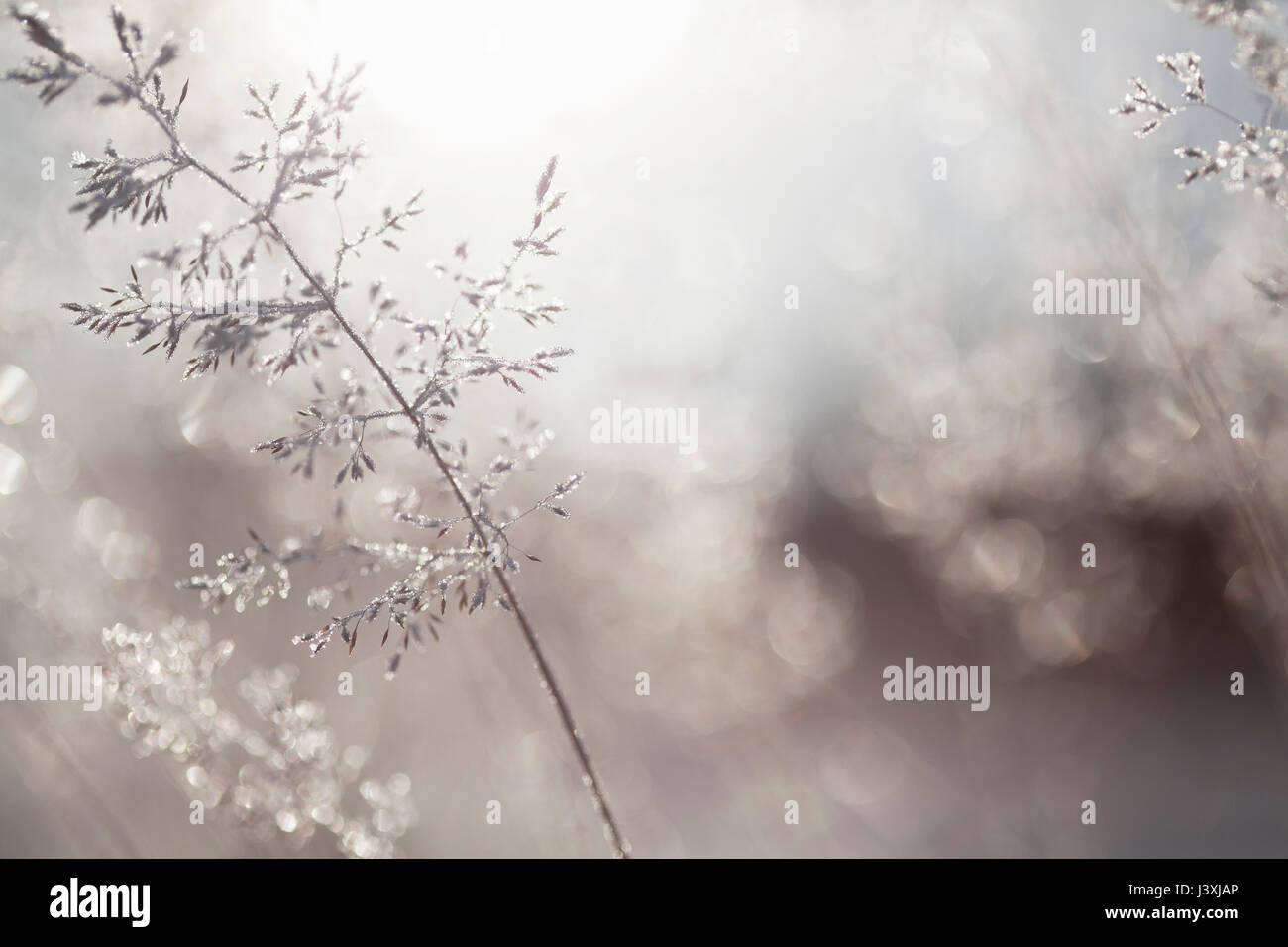 Close up of backlit frost ice crystals on wavy hair-grass (deschampsia flexuosa) Stock Photo