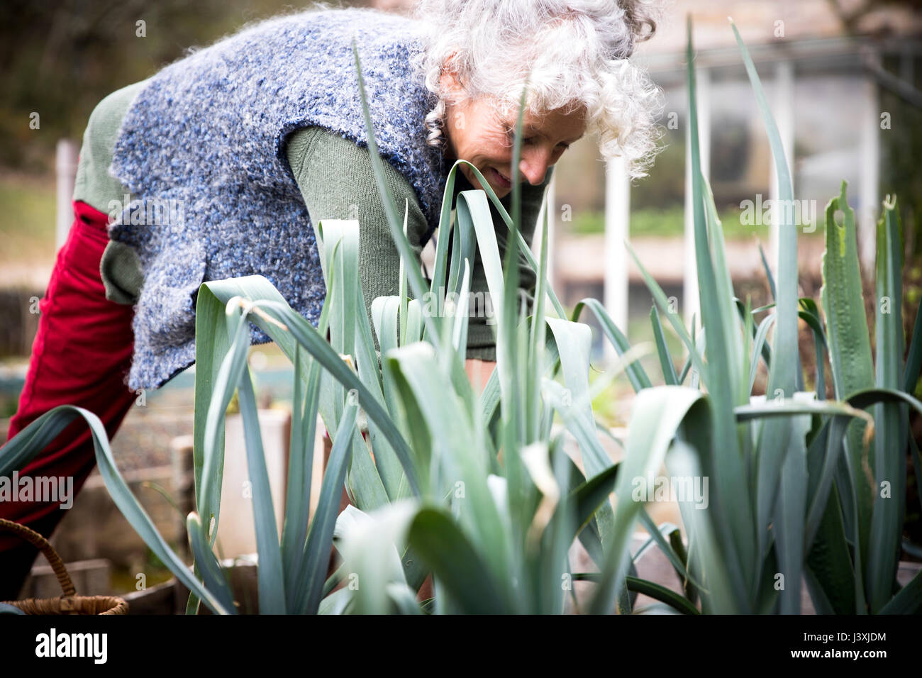 Mature woman tending leeks in garden Stock Photo