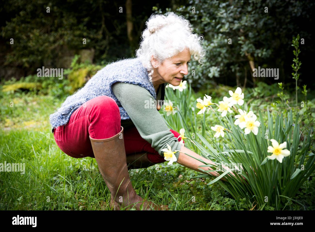 Mature female gardener tending daffodils Stock Photo