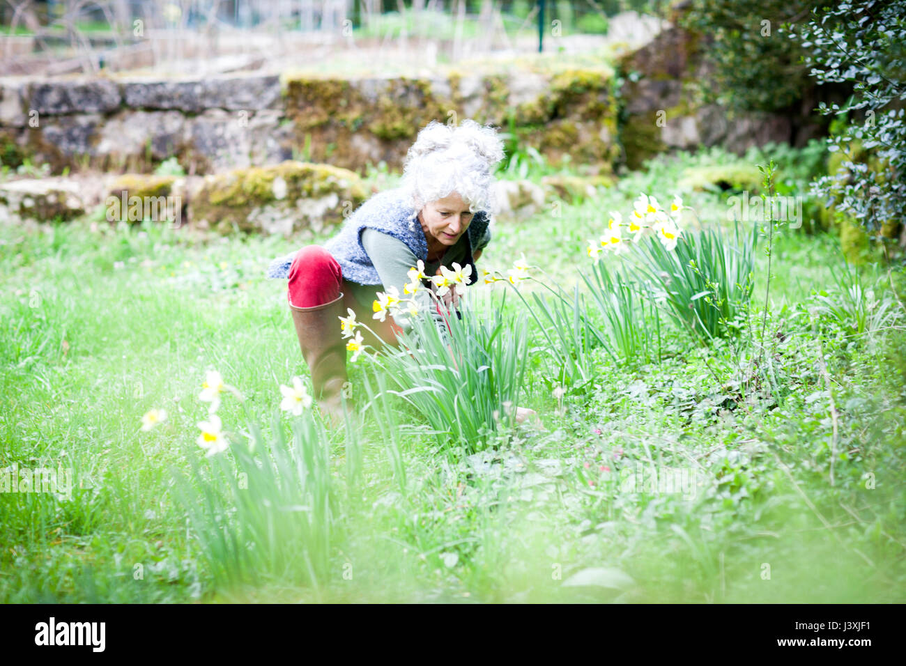 Mature female gardener tending daffodils in garden Stock Photo