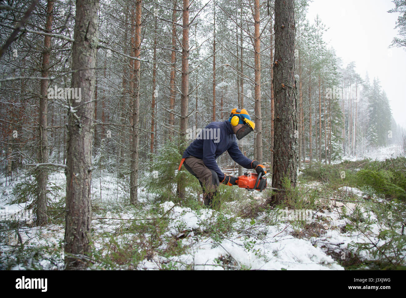 Logger sawing tree, Tammela, Forssa, Finland Stock Photo