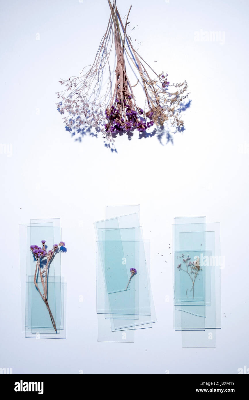 Overhead view of dried plants and panes of glass on white background Stock Photo