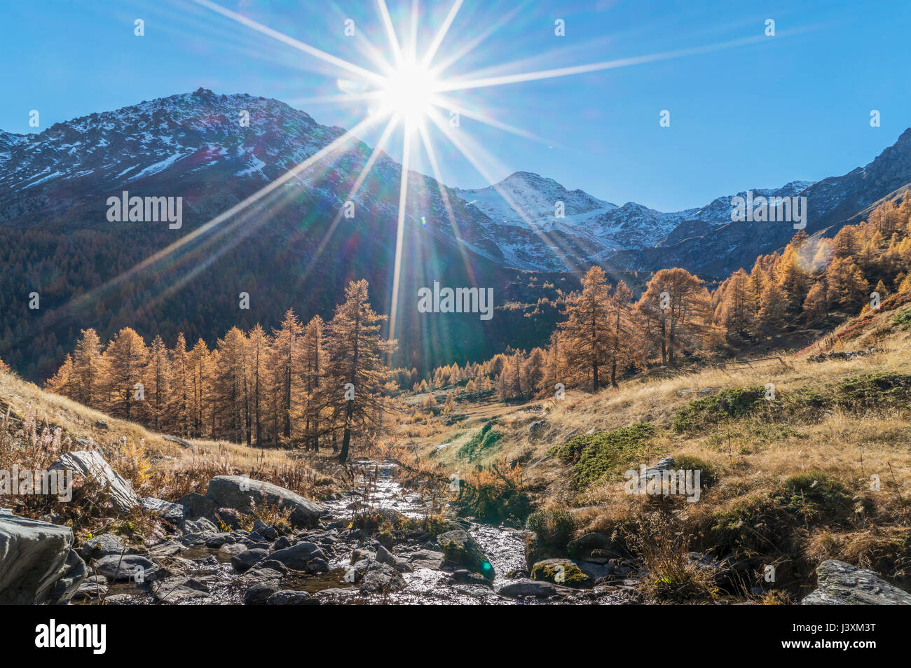 The sun over larch forest in Swiss Alps, Bettmeralp, Valais, Switzerland Stock Photo