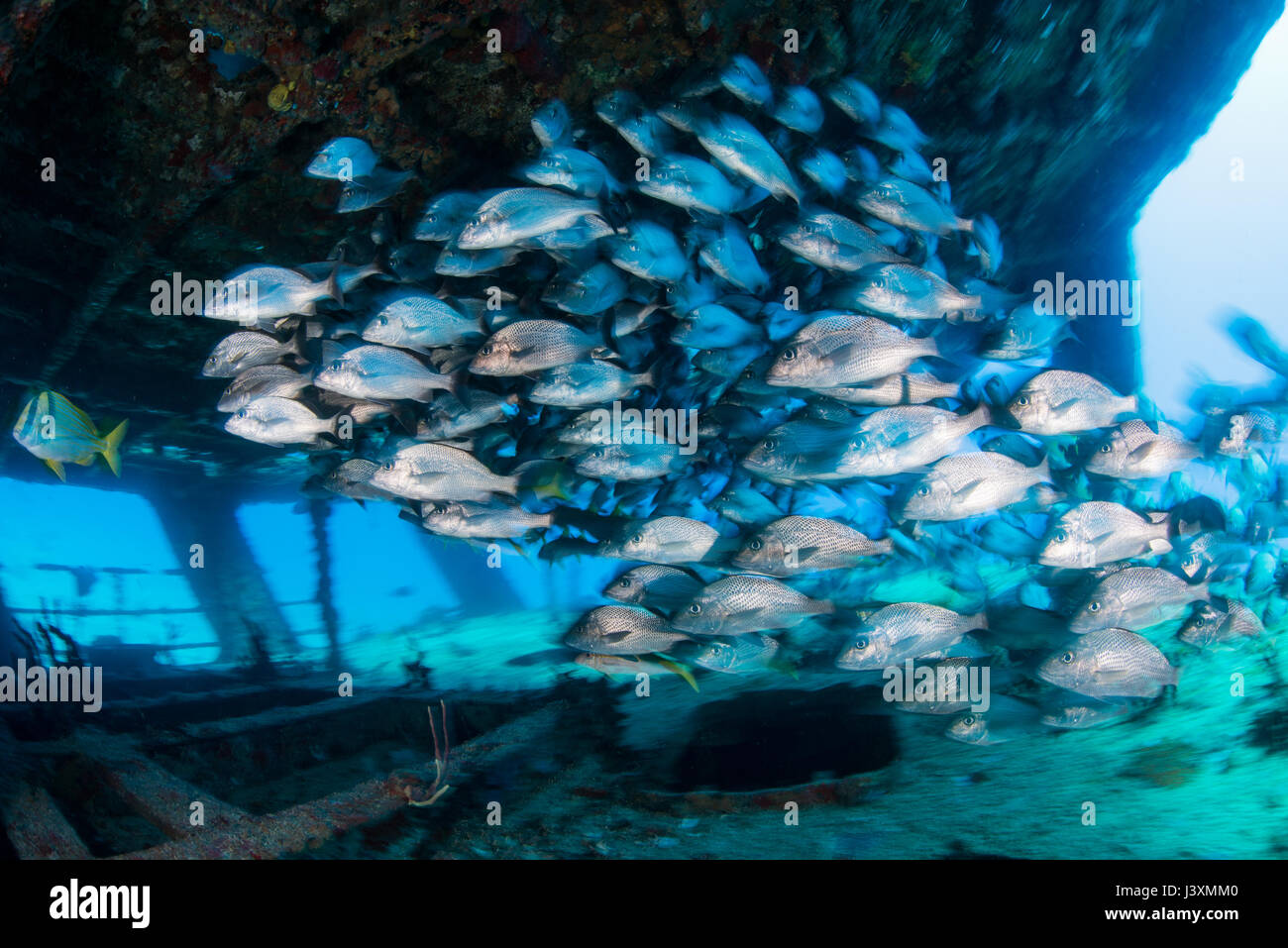 School of grunts by shipwreck, Cancun, Mexico Stock Photo