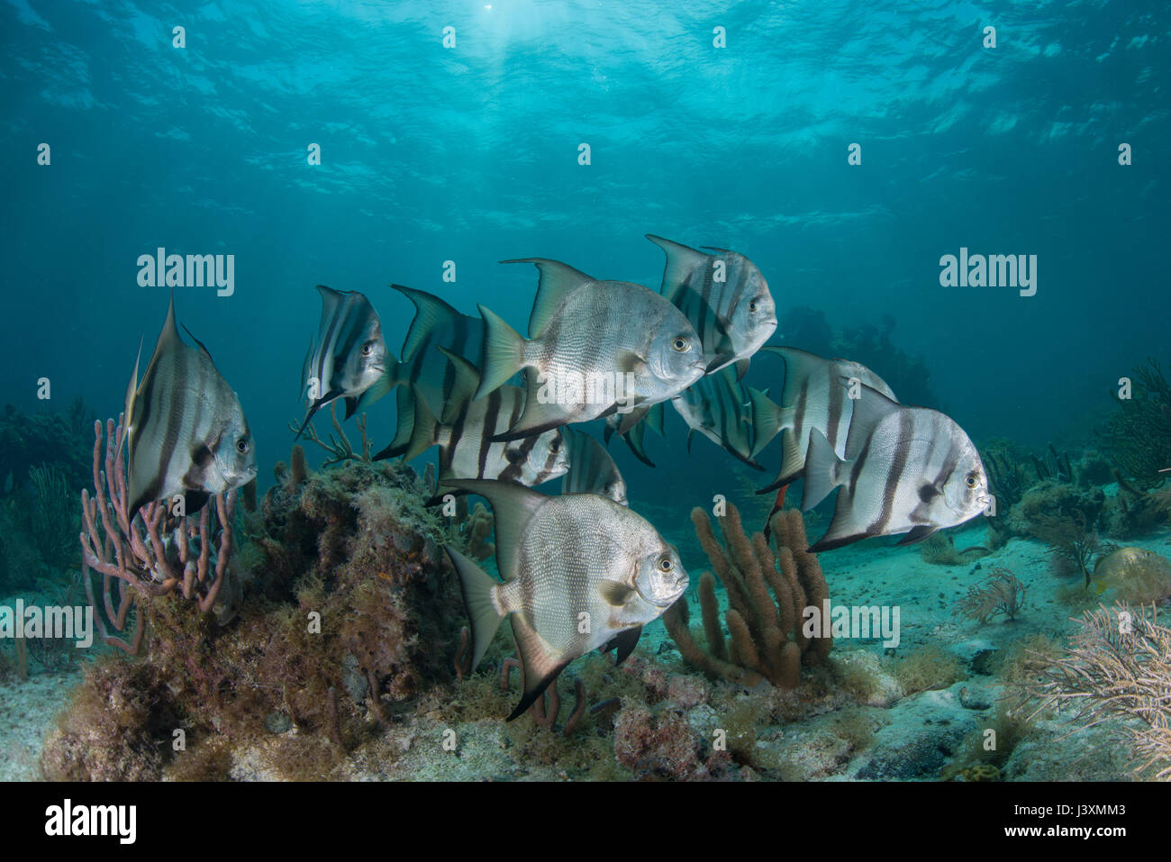 School Of Spadefish chaetodipterus Faber By Coral Reef Puerto 
