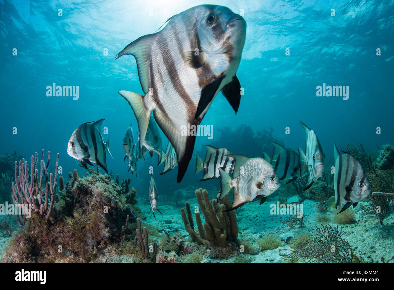 School of spadefish (chaetodipterus faber) by coral reef, Puerto Morelos, Mexico Stock Photo