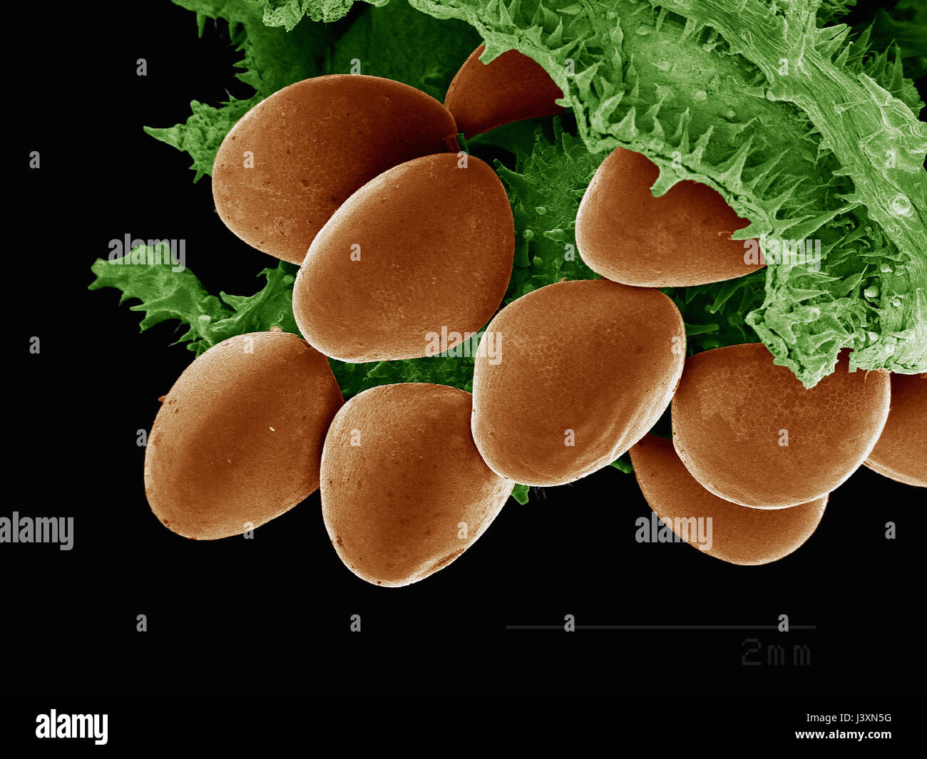 Coreidae eggs imaged in a scanning electron microscope Stock Photo