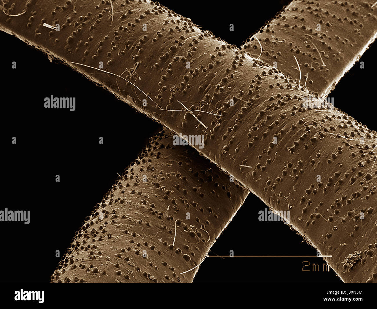 Setae on the head of a dobsonfly (Megaloptera: Corydalidae) imaged in a scanning electron microscope Stock Photo