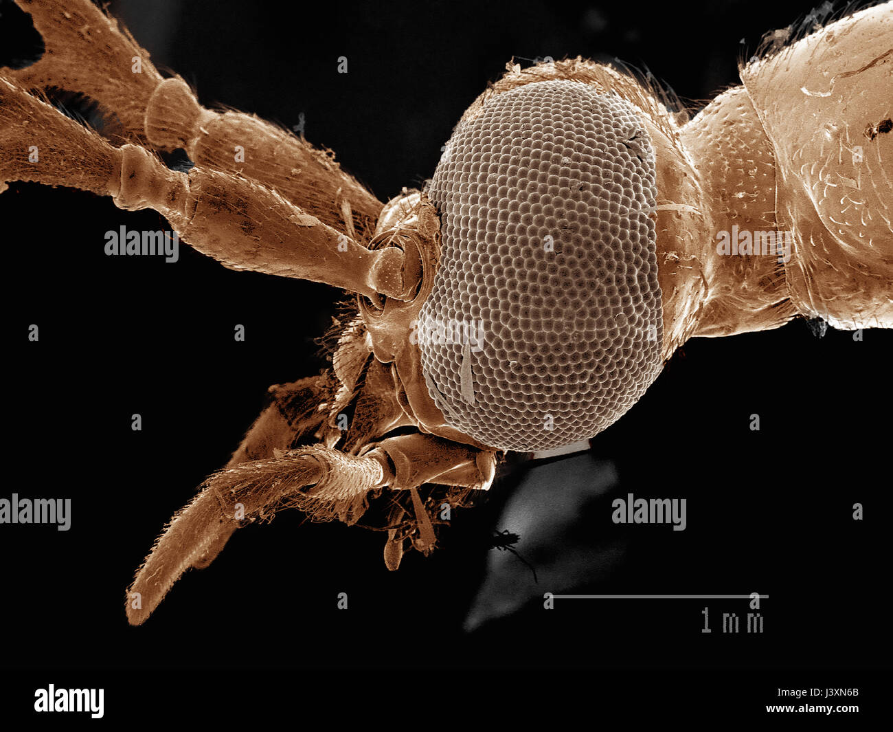 Head of a fire-colored beetle (Coleoptera: Pyrochoridae: Dendroides concolor) imaged in a scanning electron microscope Stock Photo