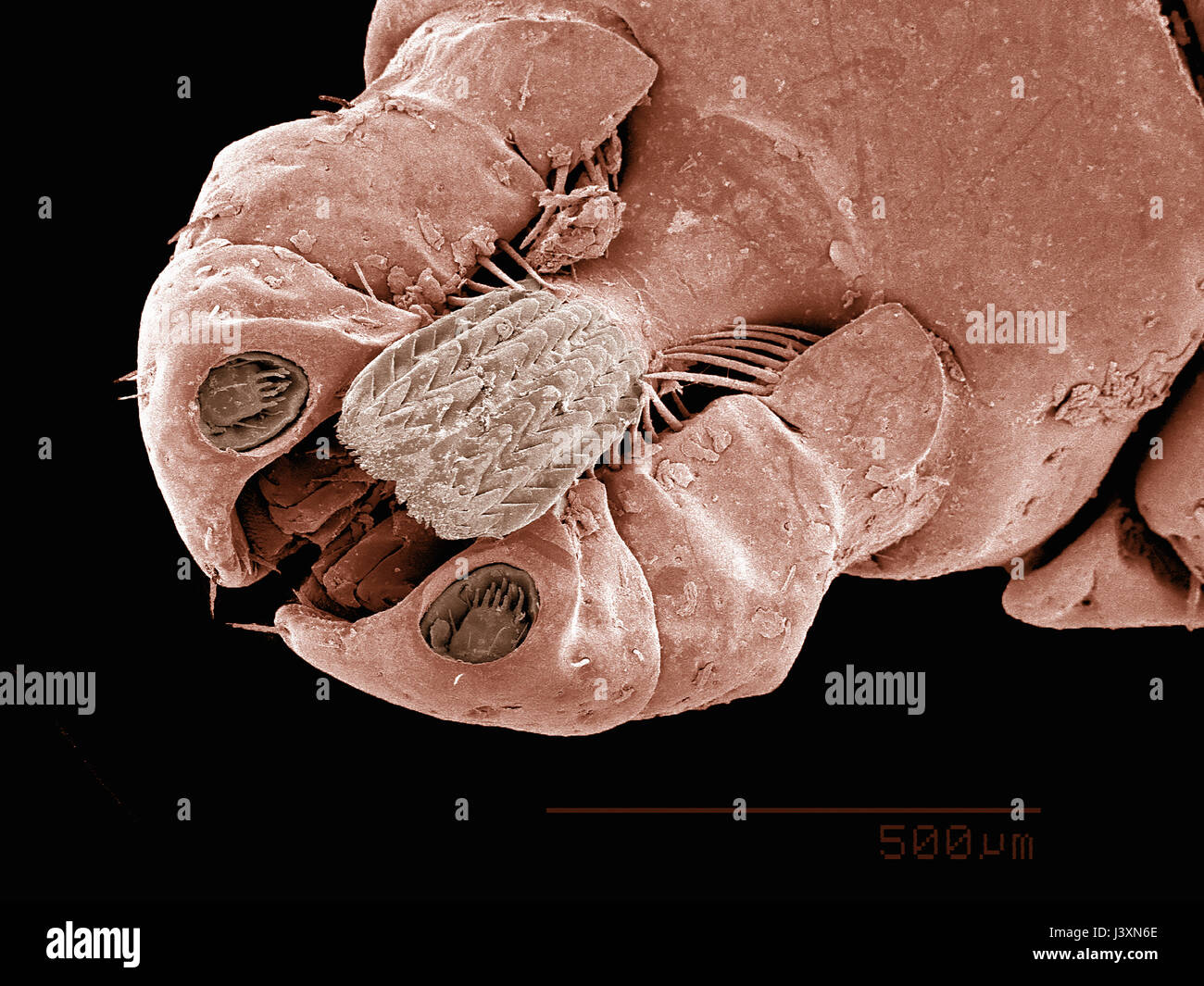 Mouthparts of a dog tick (Acari: Dermacentor sp.) imaged in a scanning electron microscope Stock Photo