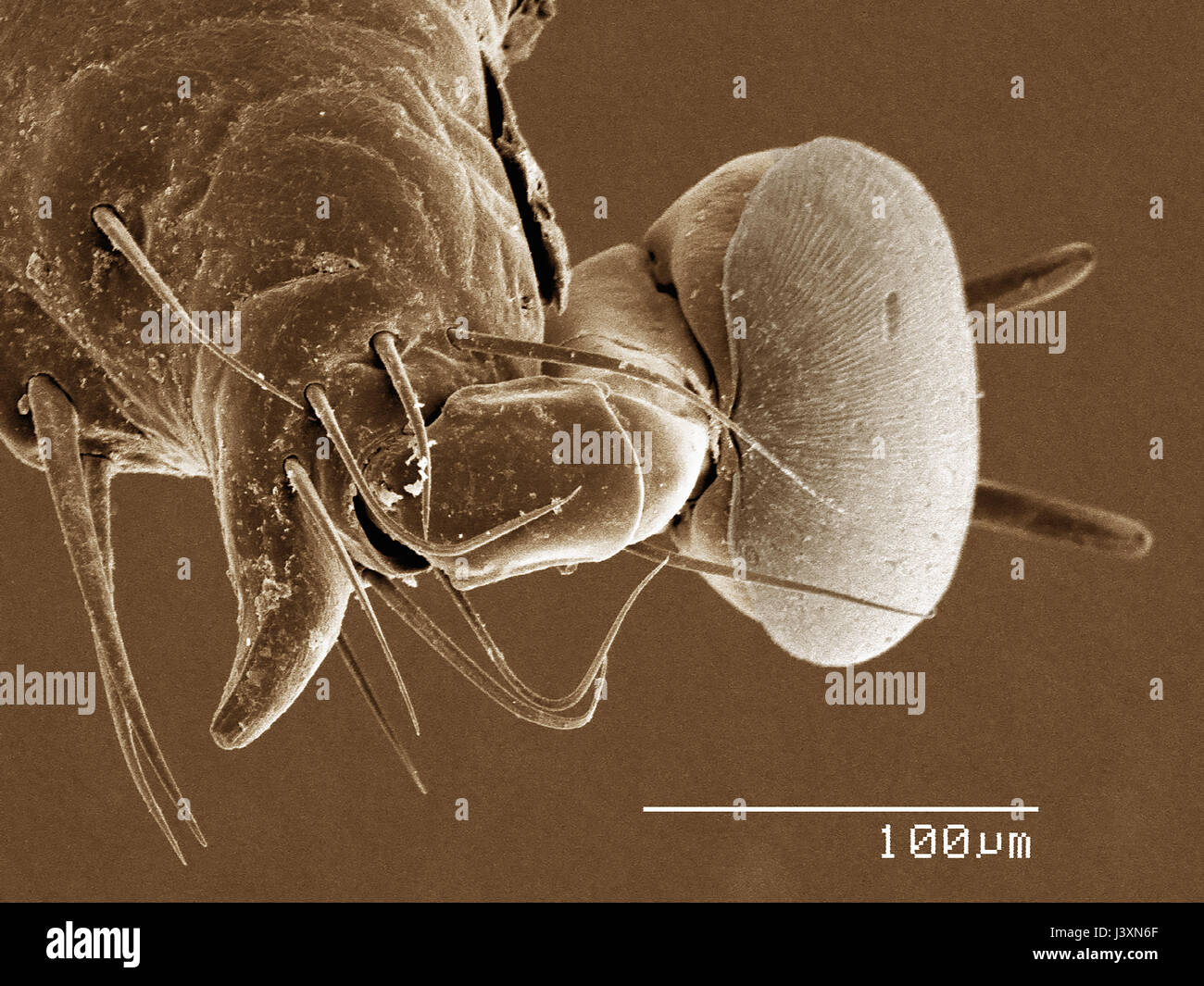 Tarsus of a dog tick (Acari: Dermacentor sp.) imaged in a scanning electron microscope Stock Photo