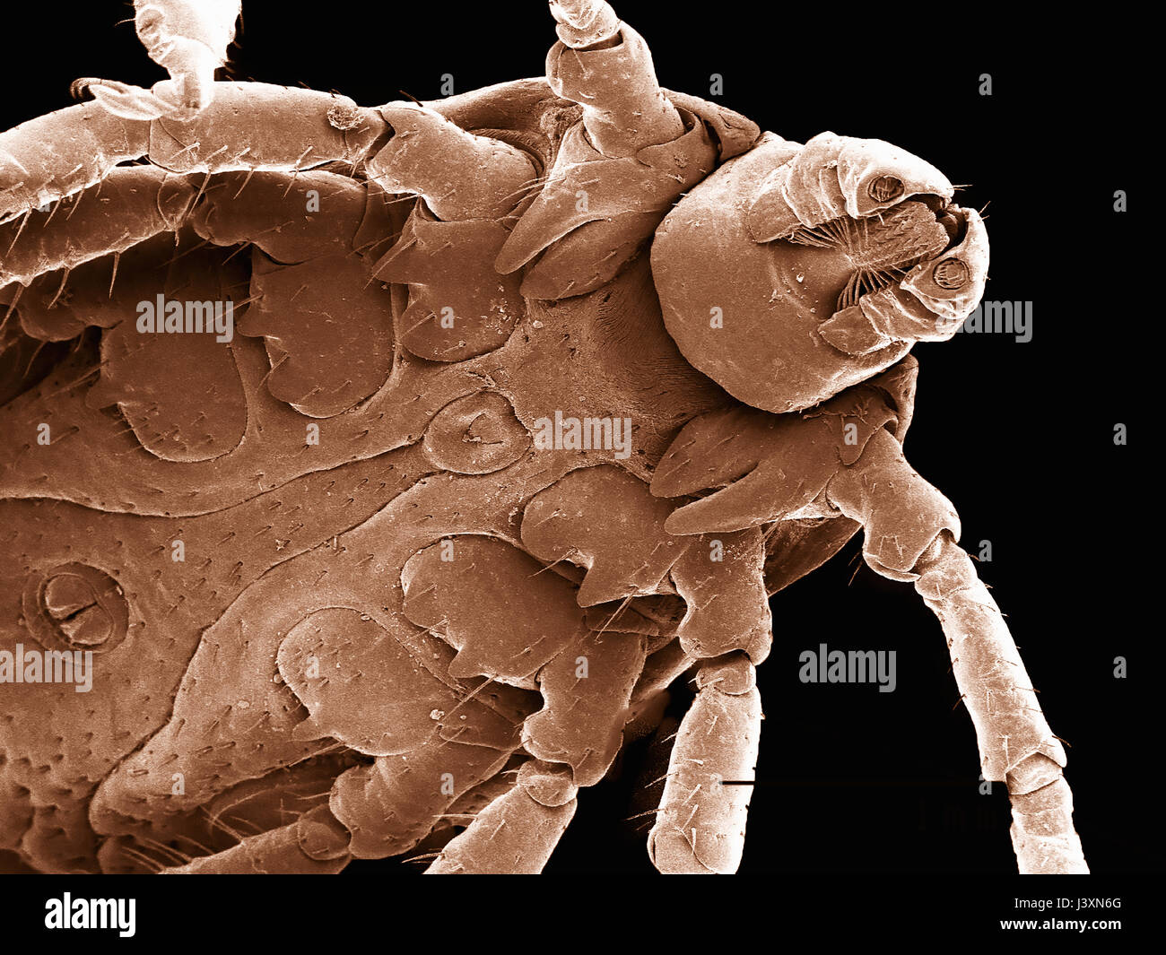 Ventral surface of a dog tick (Acari: Dermacentor sp.) imaged in a scanning electron microscope Stock Photo