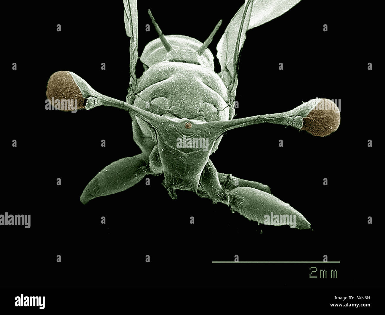 Stalk-eyed fly (Diopsidae, Diptera) imaged in a scanning electron microscope Stock Photo