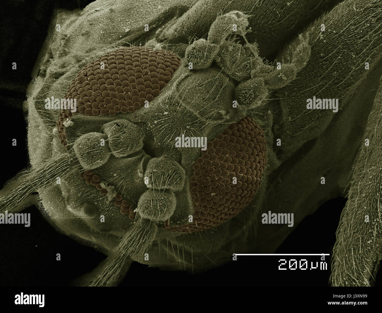 Lateral view of a gnat (Diptera) imaged in a scanning electron microscope Stock Photo