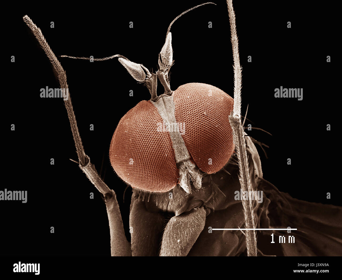 Head of long legged fly (dolichopodiae) imaged in a scanning electron microscope Stock Photo