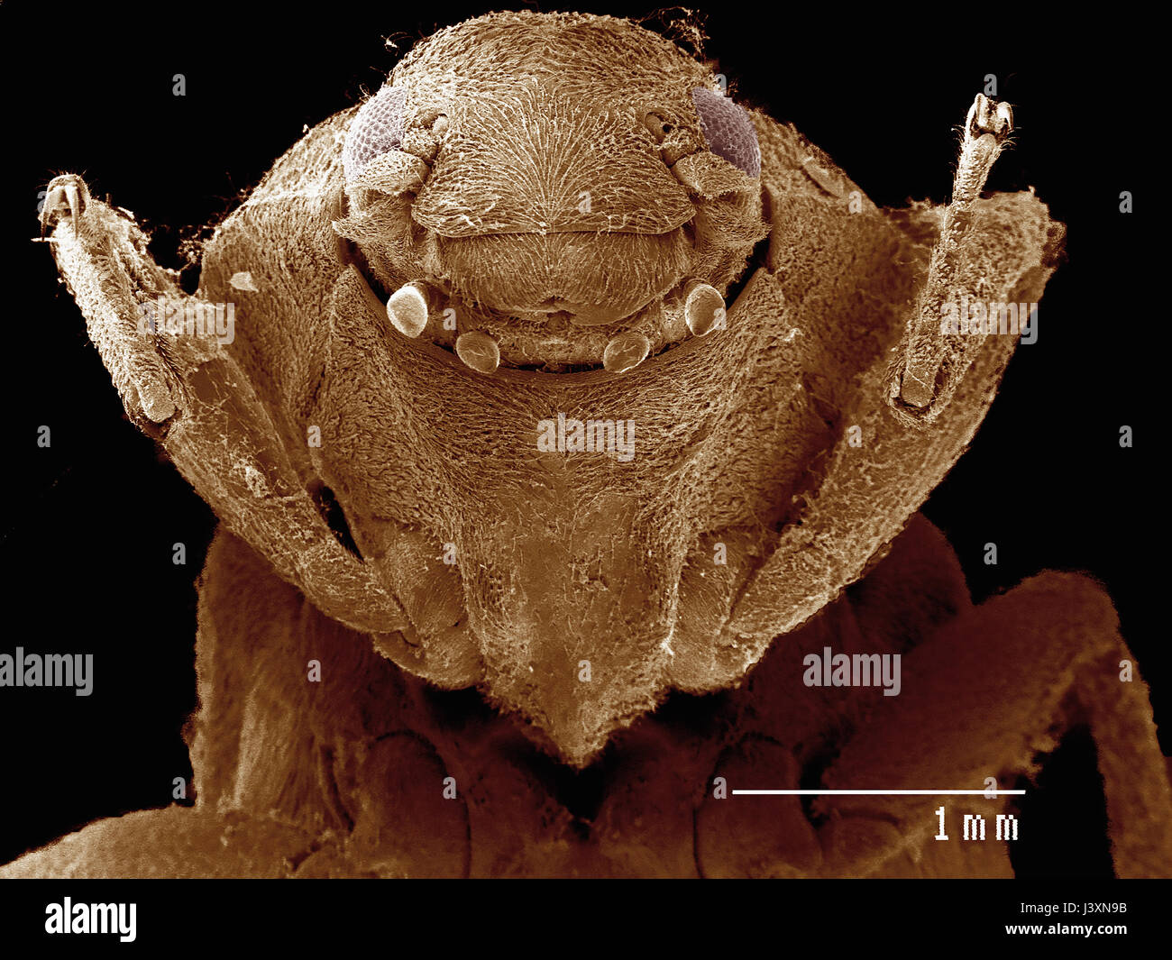 Frontal view of a water beetle (Coleoptera: Driopidae) imaged in a scanning electron microscope Stock Photo