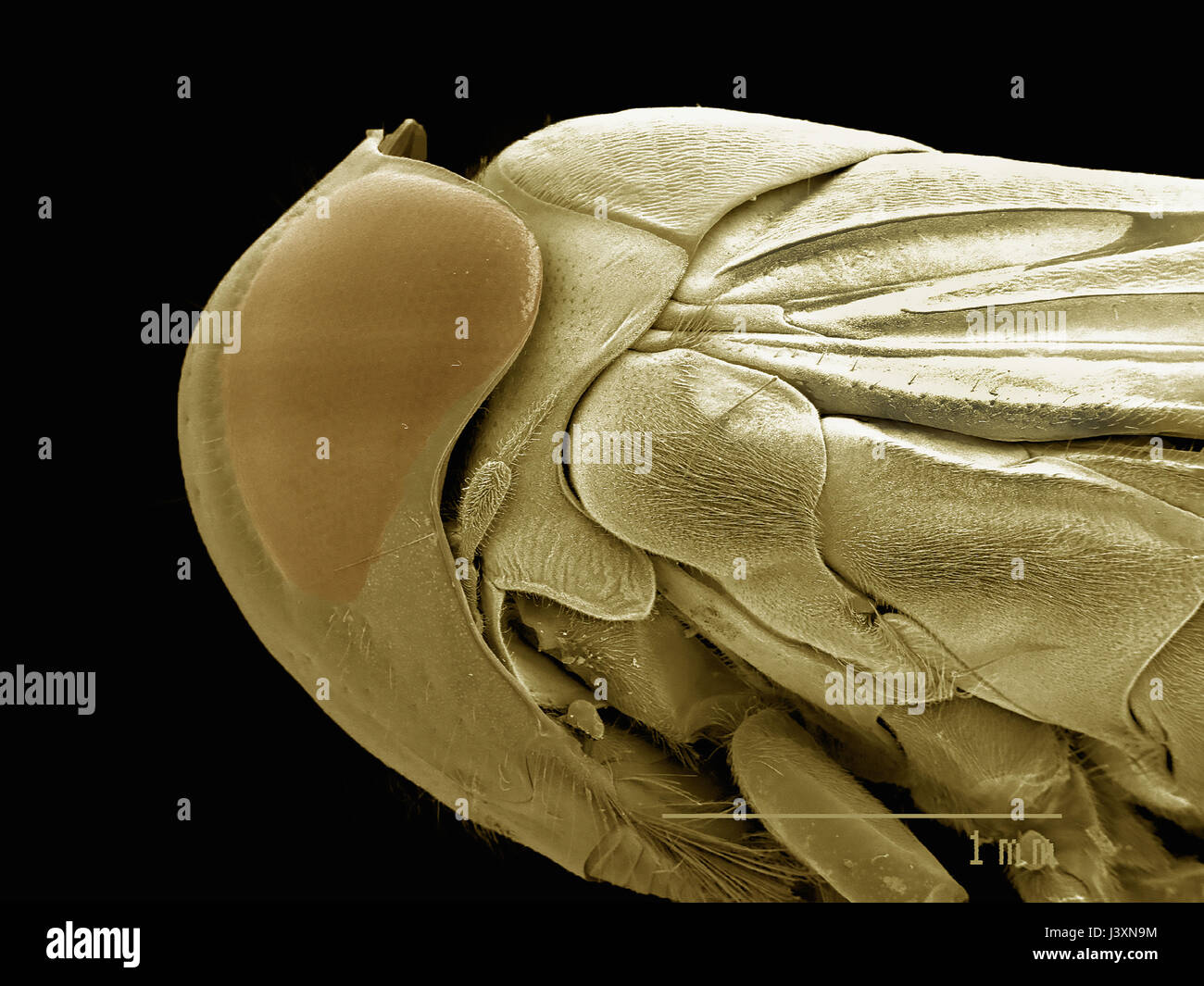 Lateral view of a female water boatman (Hempitera: Corixidae) imaged in a scanning electron microscope Stock Photo