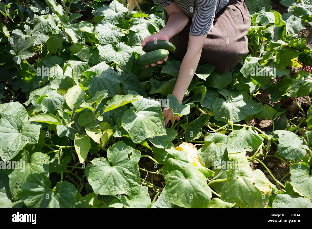 Cropped shot of young woman picking fresh courgettes in garden Stock Photo